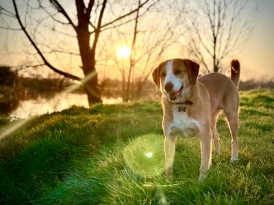 白天，棕色和白色短毛狗在绿色草地上活动